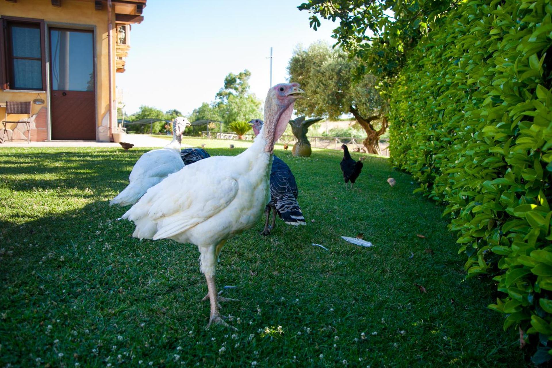 Willa Agriturismo Il Sesto Senso Ladispoli Zewnętrze zdjęcie